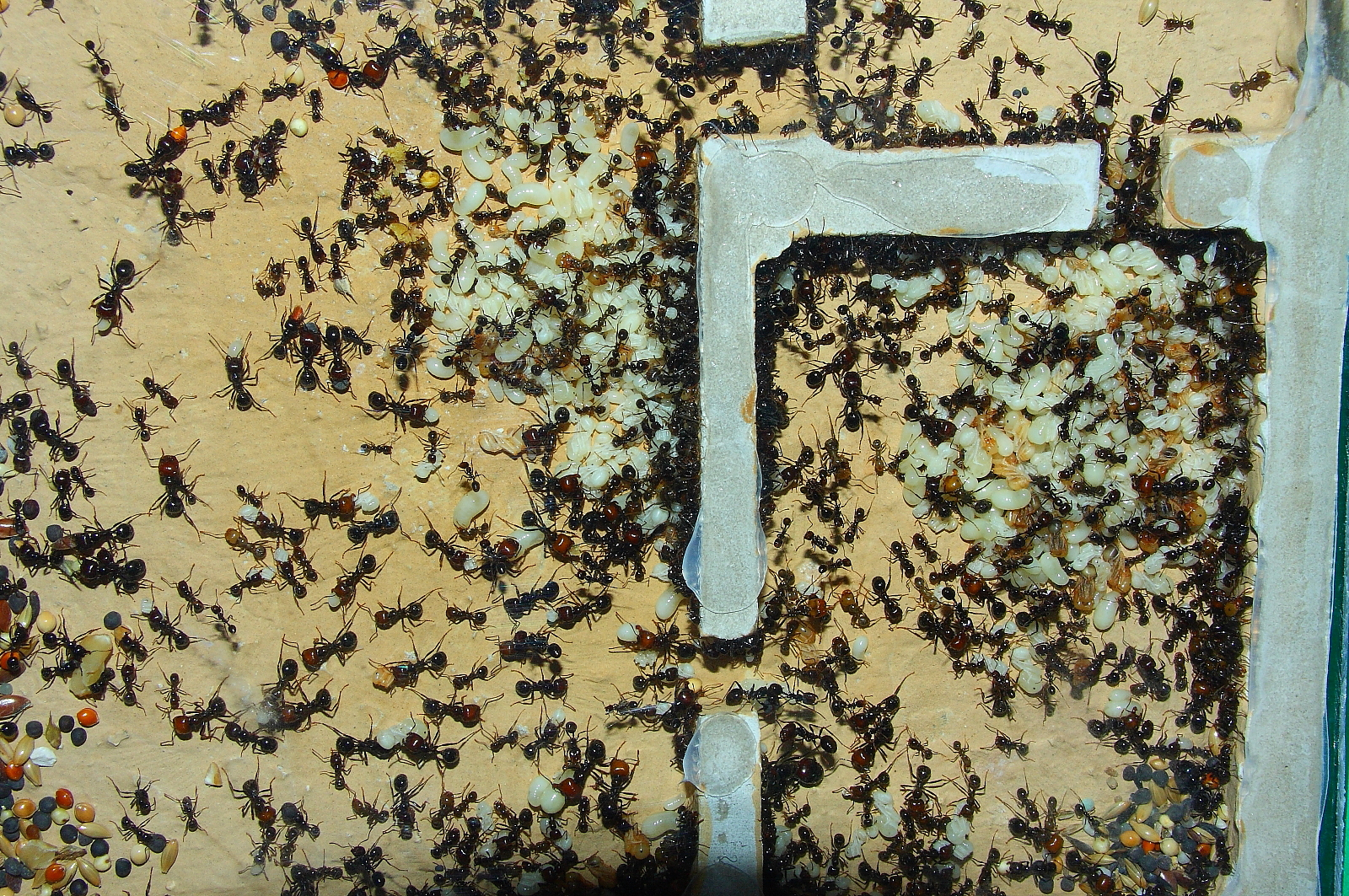 Messor barbarus 2