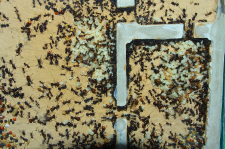 Messor barbarus 2