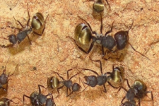 Camponotus sericeus