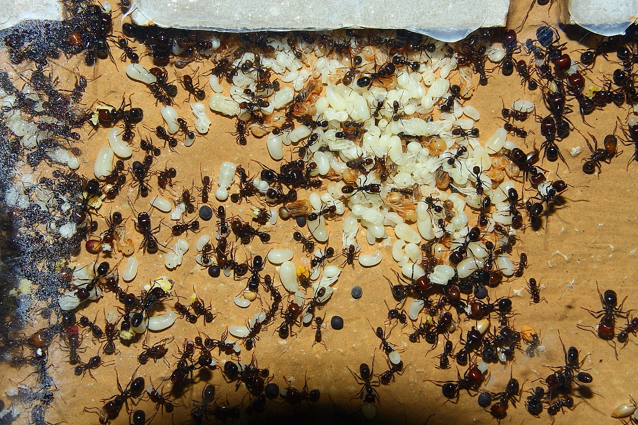 Messor barbarus Nest_1