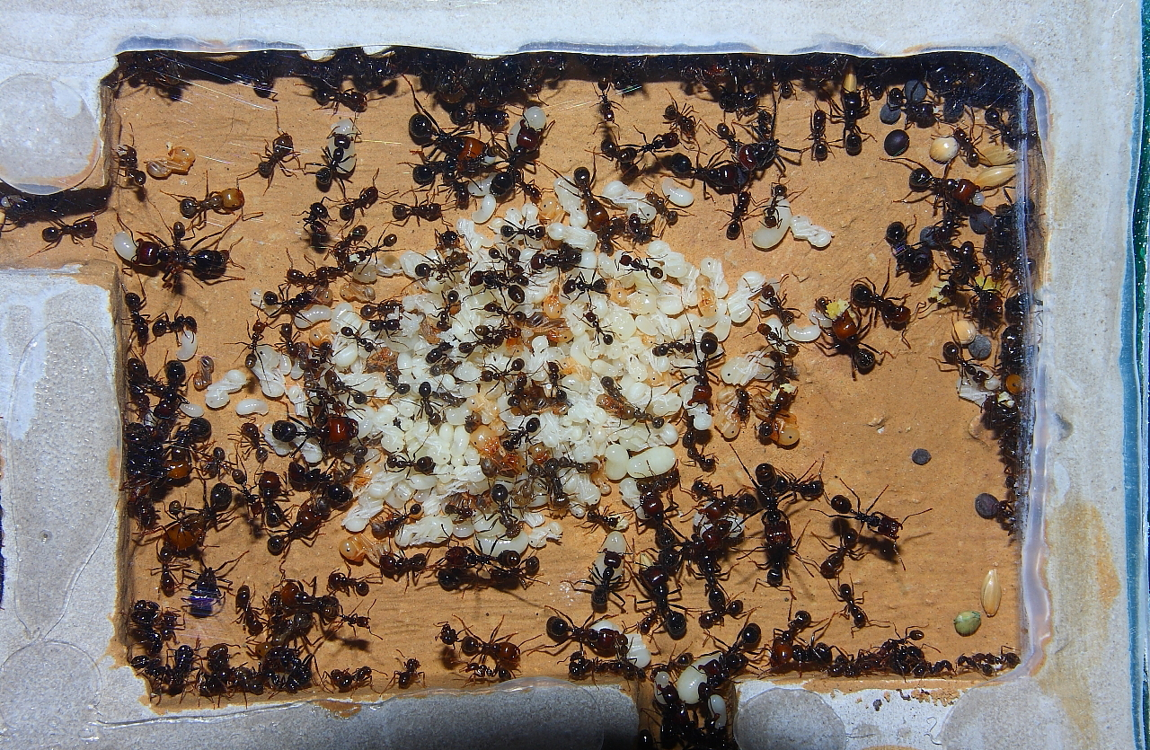Messor barbarus Nest_2