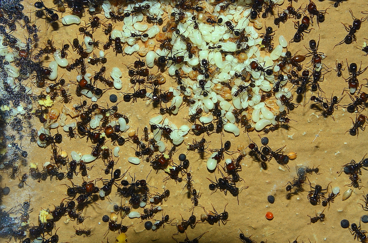 Messor barbarus Nest_3