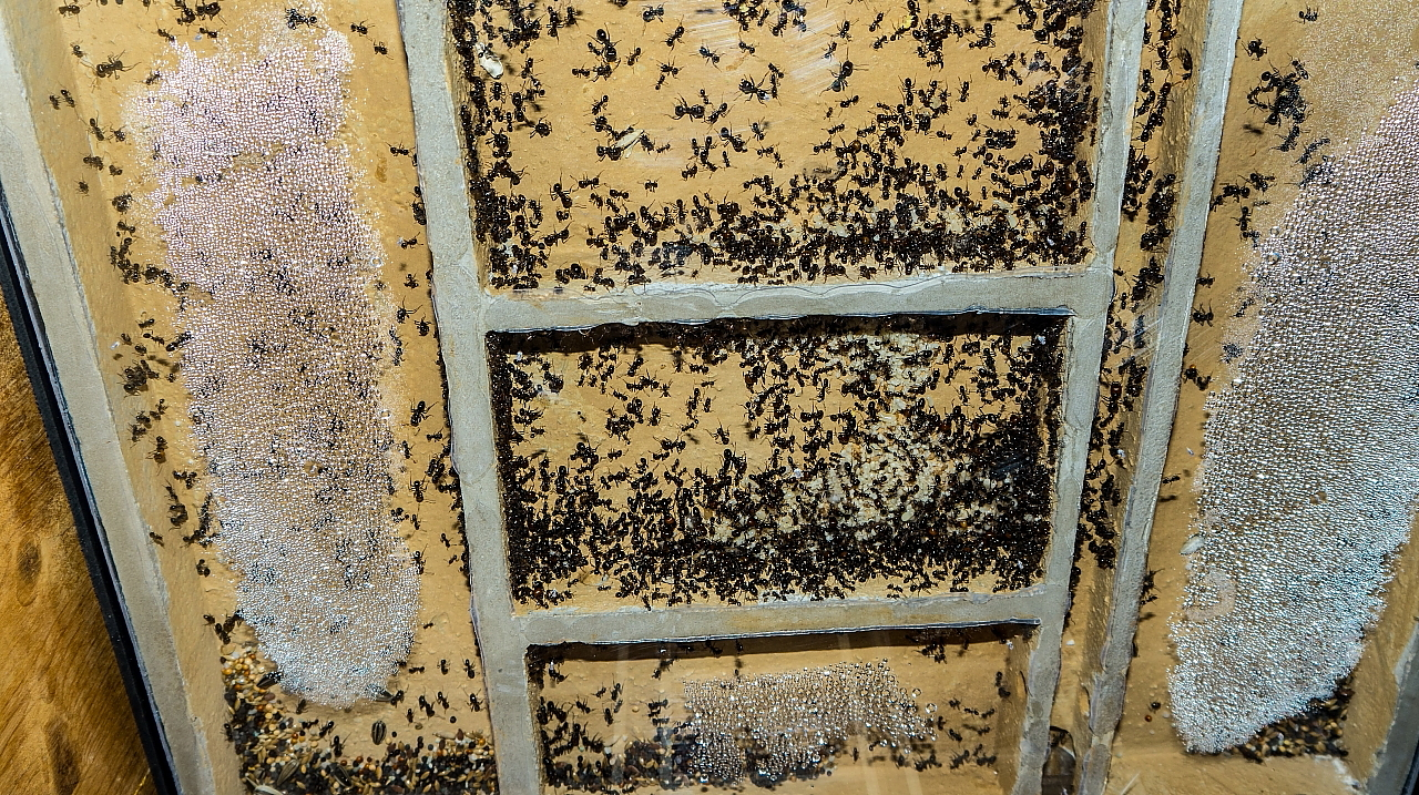 Messor barbarus Nest_3