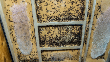 Messor barbarus Nest_3
