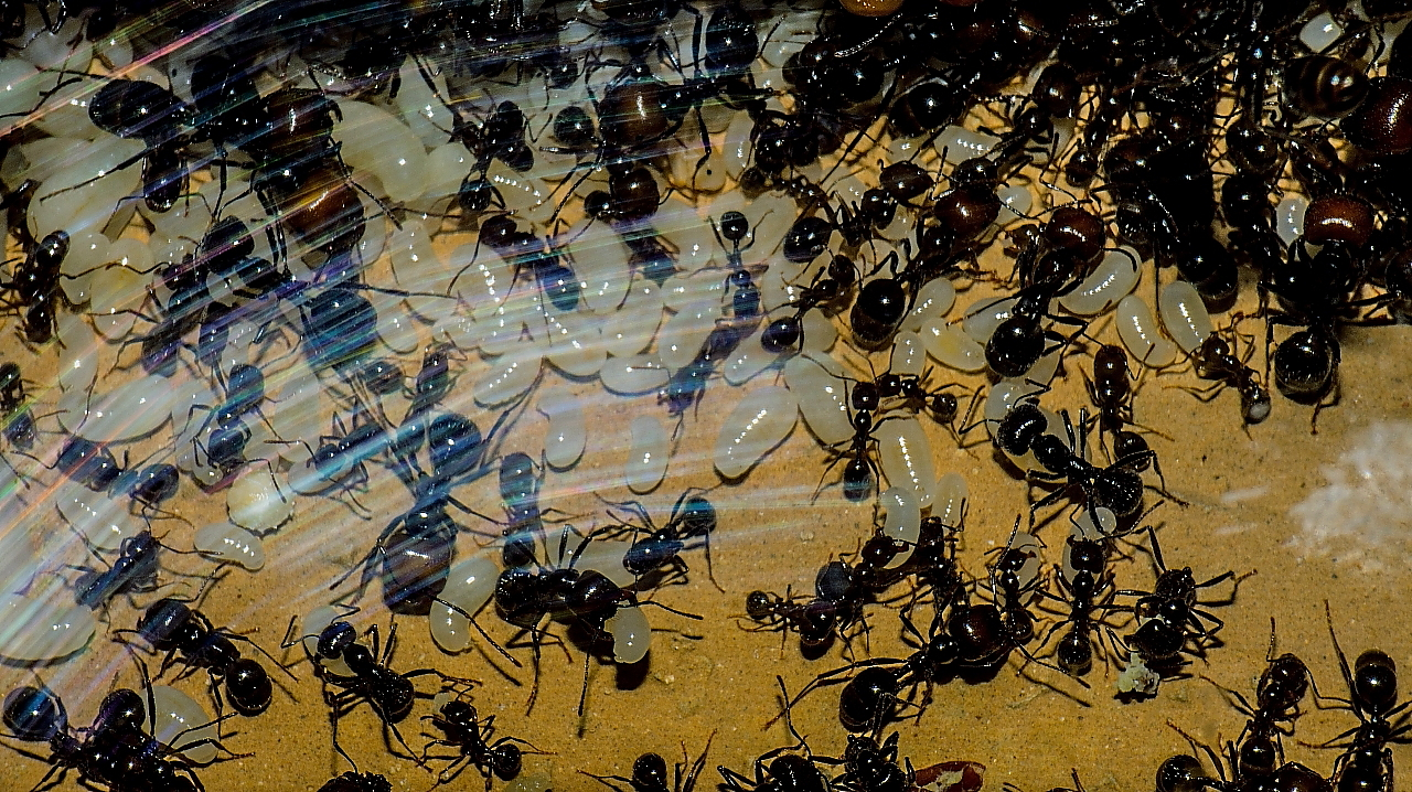 Messor barbarus Larven_1