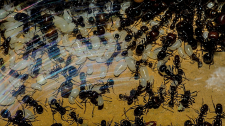 Messor barbarus Larven_1