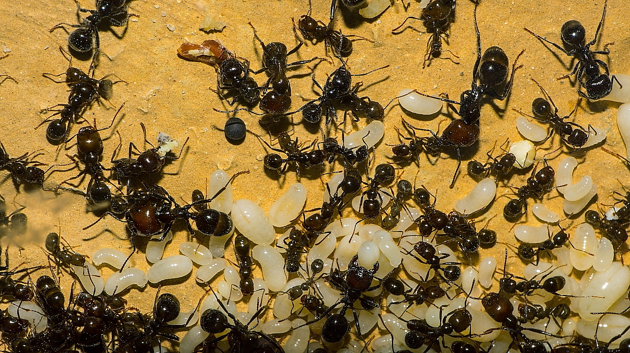 Messor barbarus Larven_2