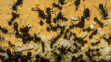 Messor barbarus Larven_2
