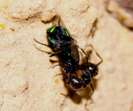 Messor barbarus mit Fliege _1