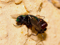 Messor barbarus mit Fliege _2