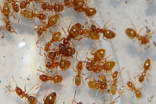 Lasius flavus