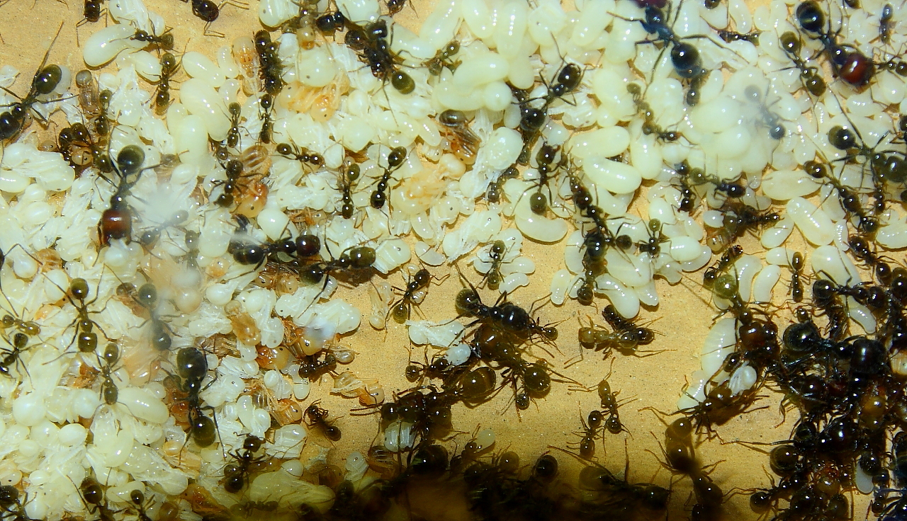 Messor barbarus 06.12.2017_1