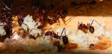 Aphaenogaster texana  1