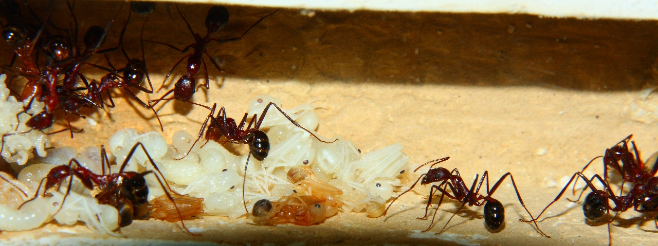 Aphaenogaster texana  2