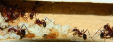 Aphaenogaster texana  2