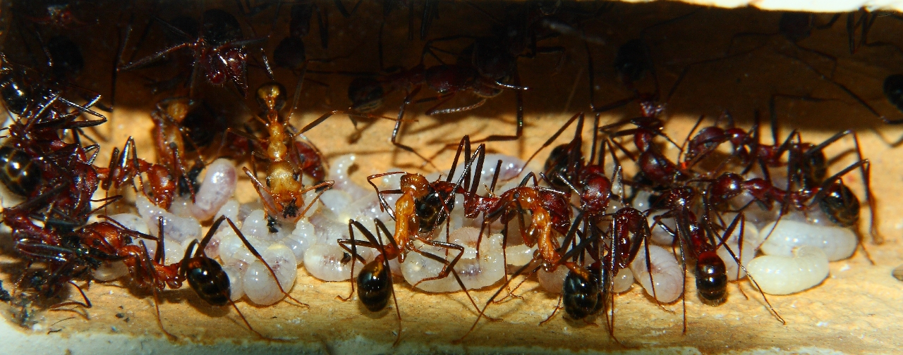 Aphaenogaster texana  3