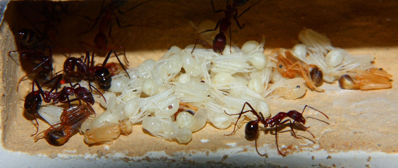 Aphaenogaster texana  4