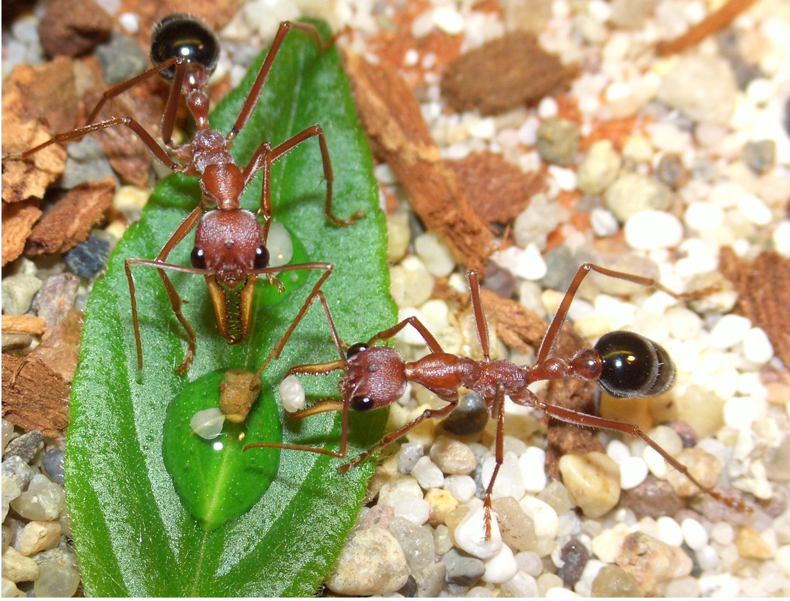 Myrmecia pavida Myrmecia pavida