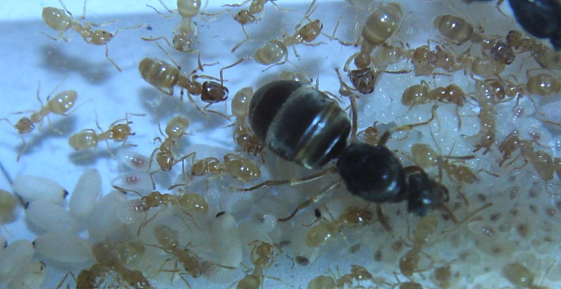 Lasius flavus
