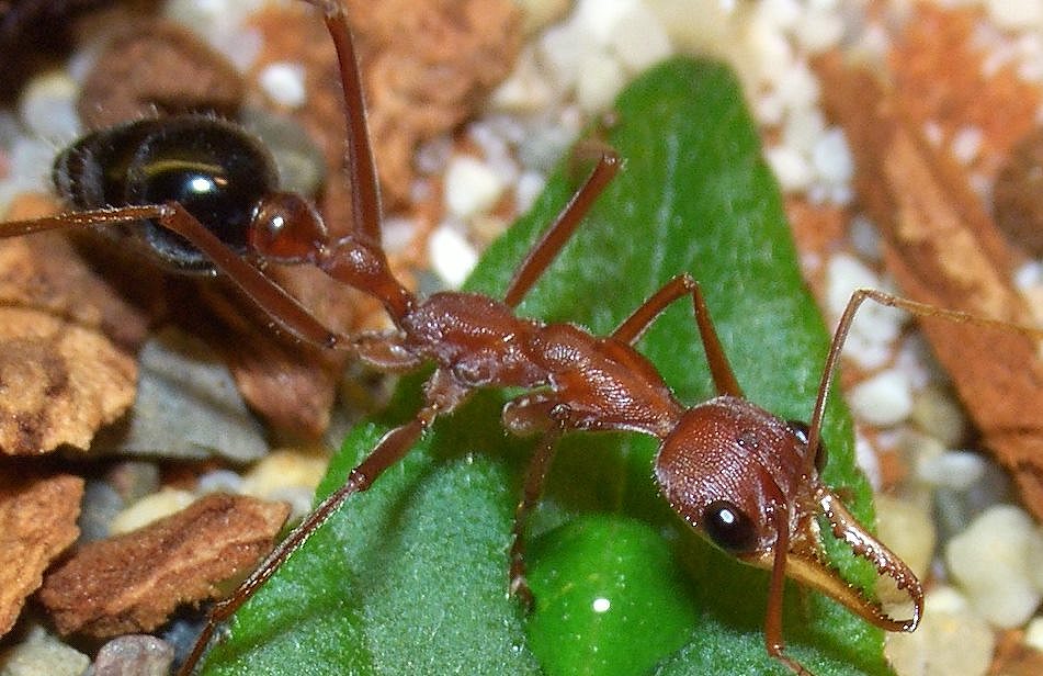 Myrmecia pavida