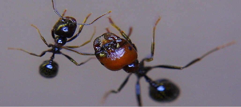 Messor barbarus Messor barbarus