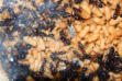 Camponotus ligniperda Männchen