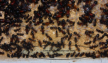 Camponotus ligniperda Nestkammereinblick