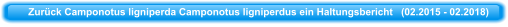 Zurück Camponotus ligniperda Camponotus ligniperdus ein Haltungsbericht   (02.2015 - 02.2018)