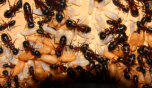 Camponotus ligniperda