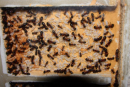 Camponotus ligniperda