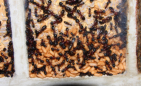 Camponotus ligniperda
