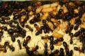 Camponotus ligniperda