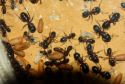 Camponotus ligniperda Puppen
