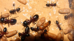 Camponotus ligniperda Puppen