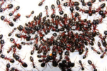 Camponotus ligniperda
