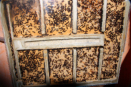 Camponotus ligniperda Nest