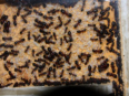 Camponotus ligniperda