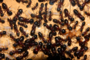 Camponotus ligniperda