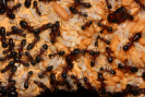 Camponotus ligniperda