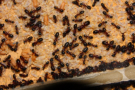 Camponotus ligniperda