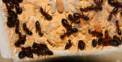 Camponotus ligniperda