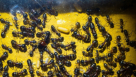 Camponotus ligniperda Altkönigin im Nes