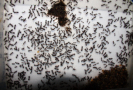 Camponotus ligniperda Arena