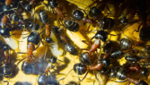 Camponotus ligniperda Brut