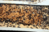 Camponotus ligniperda Brut