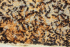 Camponotus ligniperda Brut