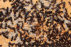 Camponotus ligniperda Brut