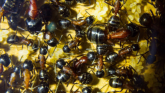 Camponotus ligniperda Brut