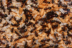 Camponotus ligniperda Brut