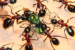 Camponotus ligniperda Fütterung